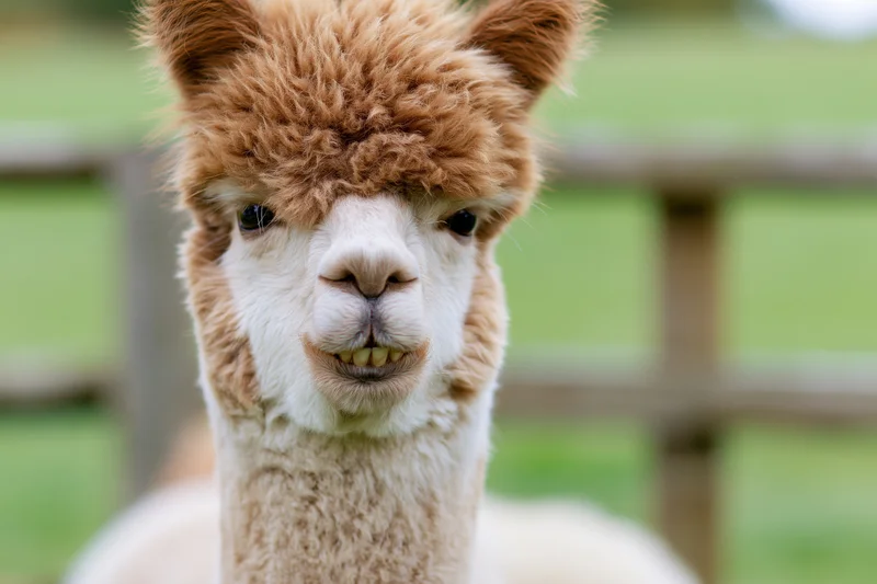 Close-up portrait of an alpaca facing the camera with its head and face in focus against a blurred green field and wooden fence background