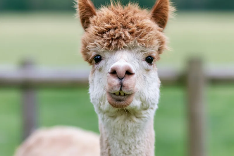 Close-up portrait of an alpaca staring directly into the camera in a green pasture with a wooden fence in the background