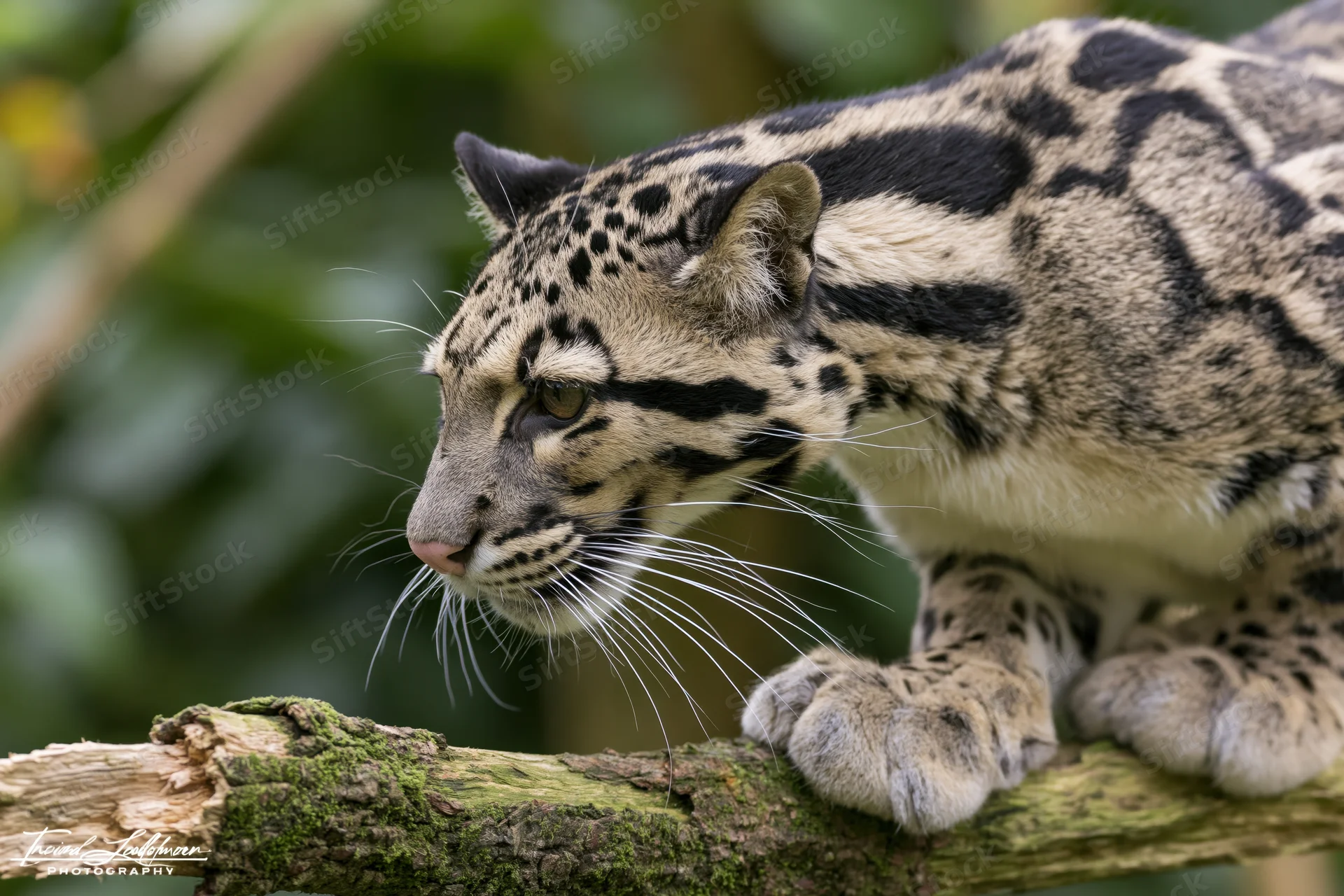 Clouded leopard crouching on a mossy branch in a forest setting