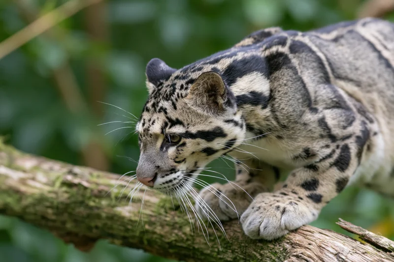 Clouded leopard crouching on a mossy tree branch in a forest setting