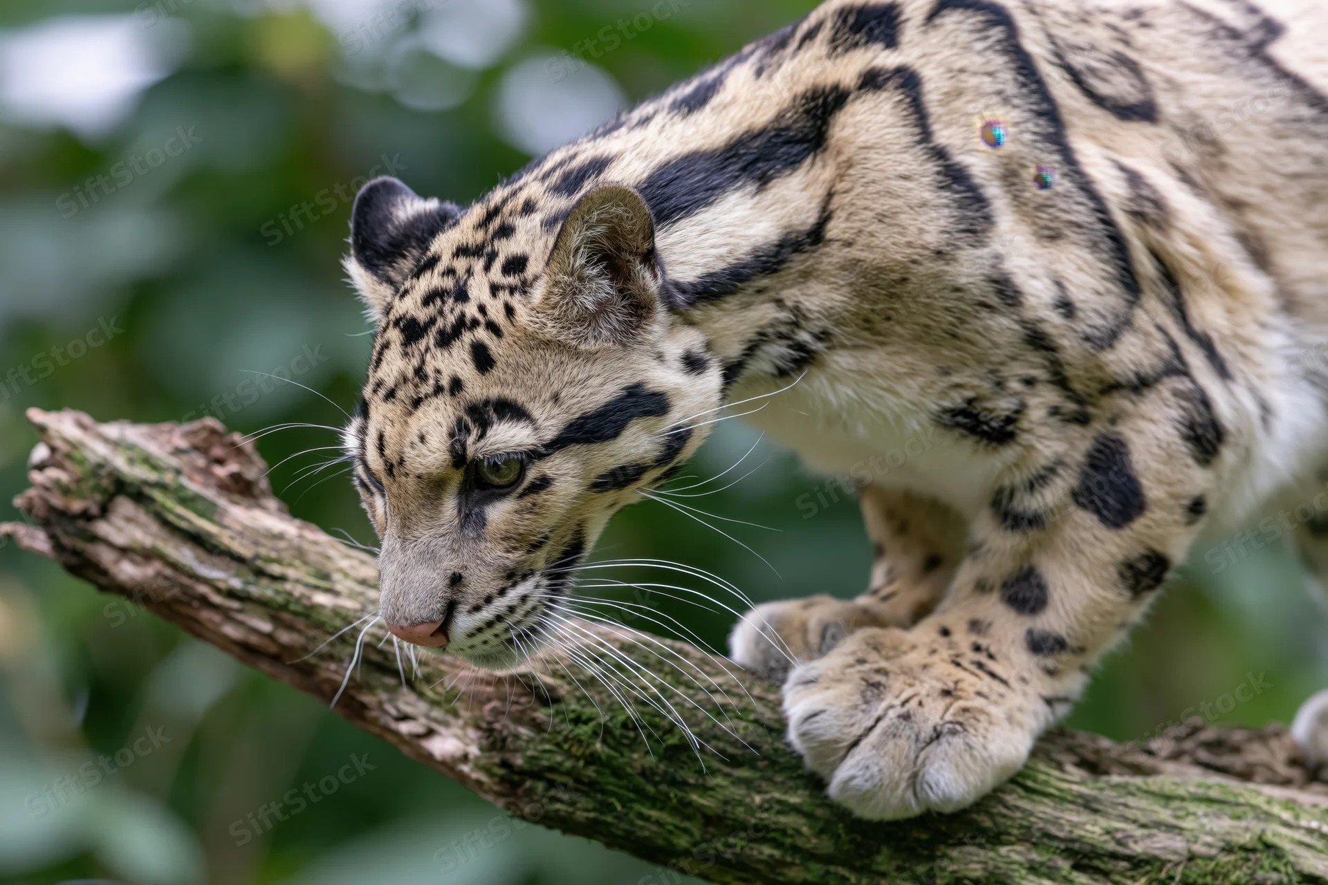 Clouded leopard crouching low on a mossy broken branch in a forest setting