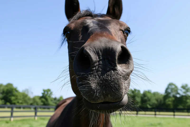 Dark bay horse stretching its nose directly toward the camera in a fenced pasture under a clear blue sky