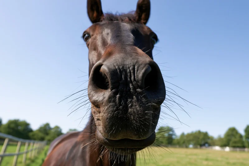 Dark bay horse stretching its nose toward the camera in a sunlit pasture