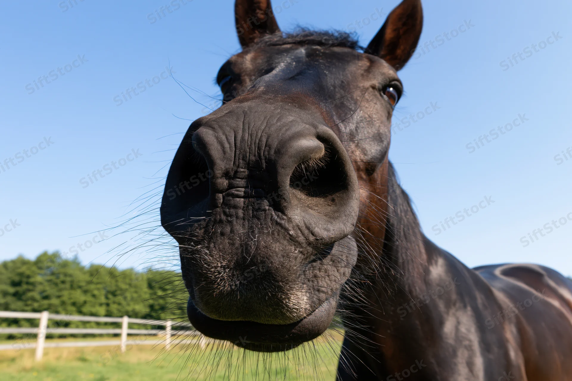 Dark bay horse stretching its nose toward the camera in a fenced pasture under a clear blue sky