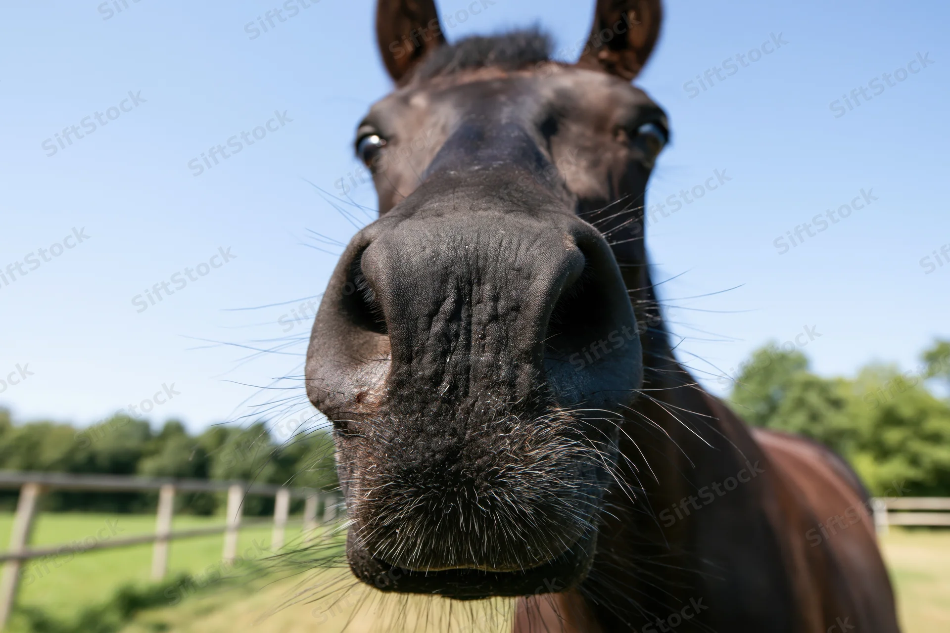 Dark bay horse stretching its nose toward the camera in a grassy pasture with a wooden fence and blue sky in the background