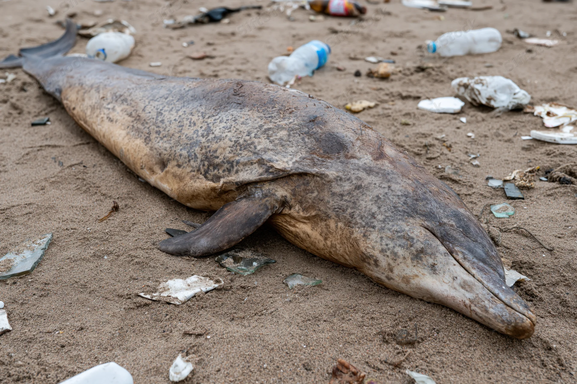Dead dolphin lying on littered beach surrounded by plastic waste