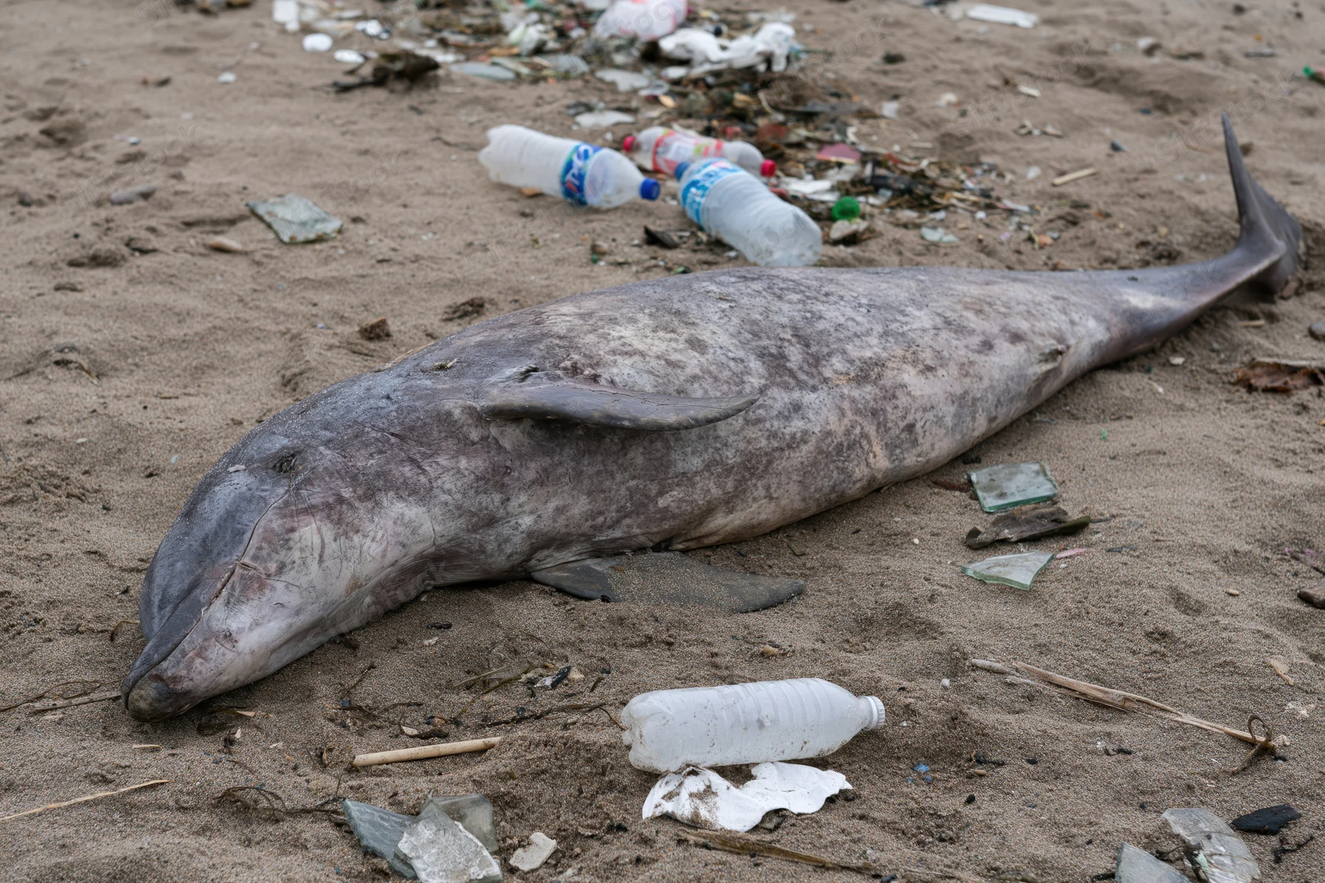 Dead dolphin lying on littered beach surrounded by plastic waste and debris