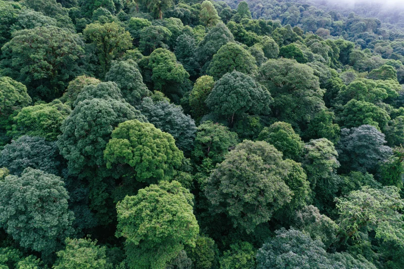 Aerial view of dense tropical forest canopy filled with lush green trees