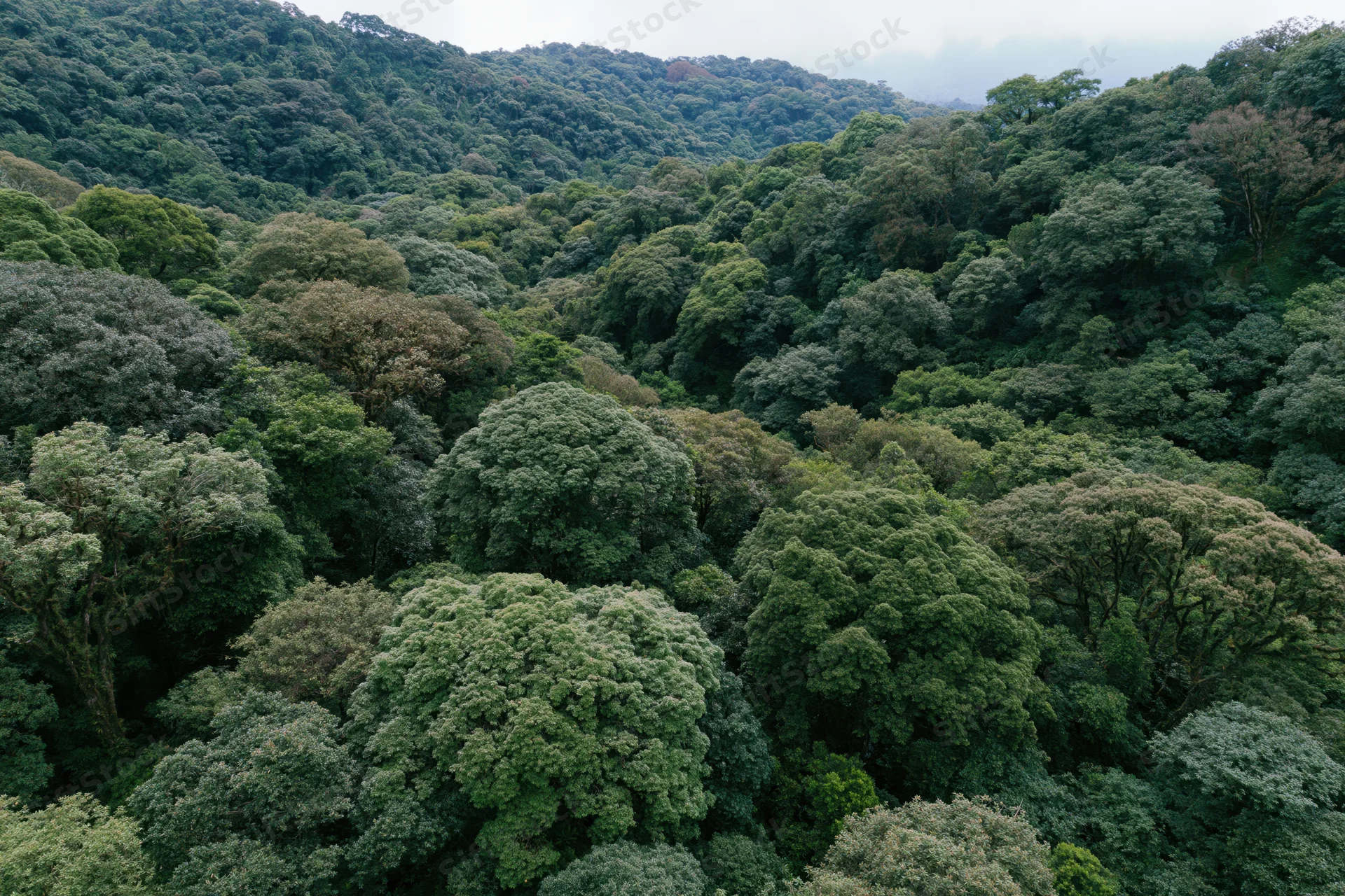 Aerial view of dense tropical forest canopy covering rolling hills under overcast sky