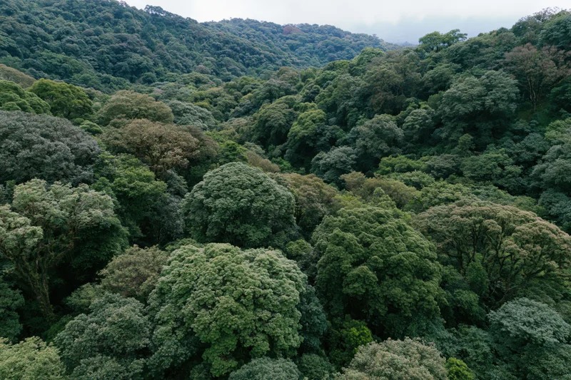 Aerial view of dense tropical forest canopy covering rolling hills under overcast sky