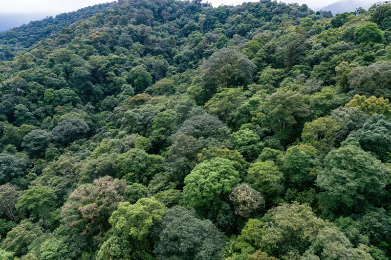 Aerial view of dense tropical forest canopy covering mountain slopes