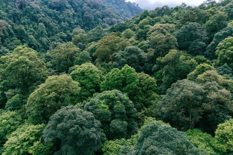 Aerial view of dense tropical forest canopy covering rolling hills under overcast sky