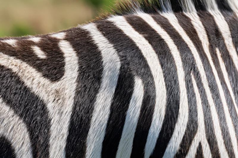 Close-up of zebra hide showing black and white stripes filling the frame