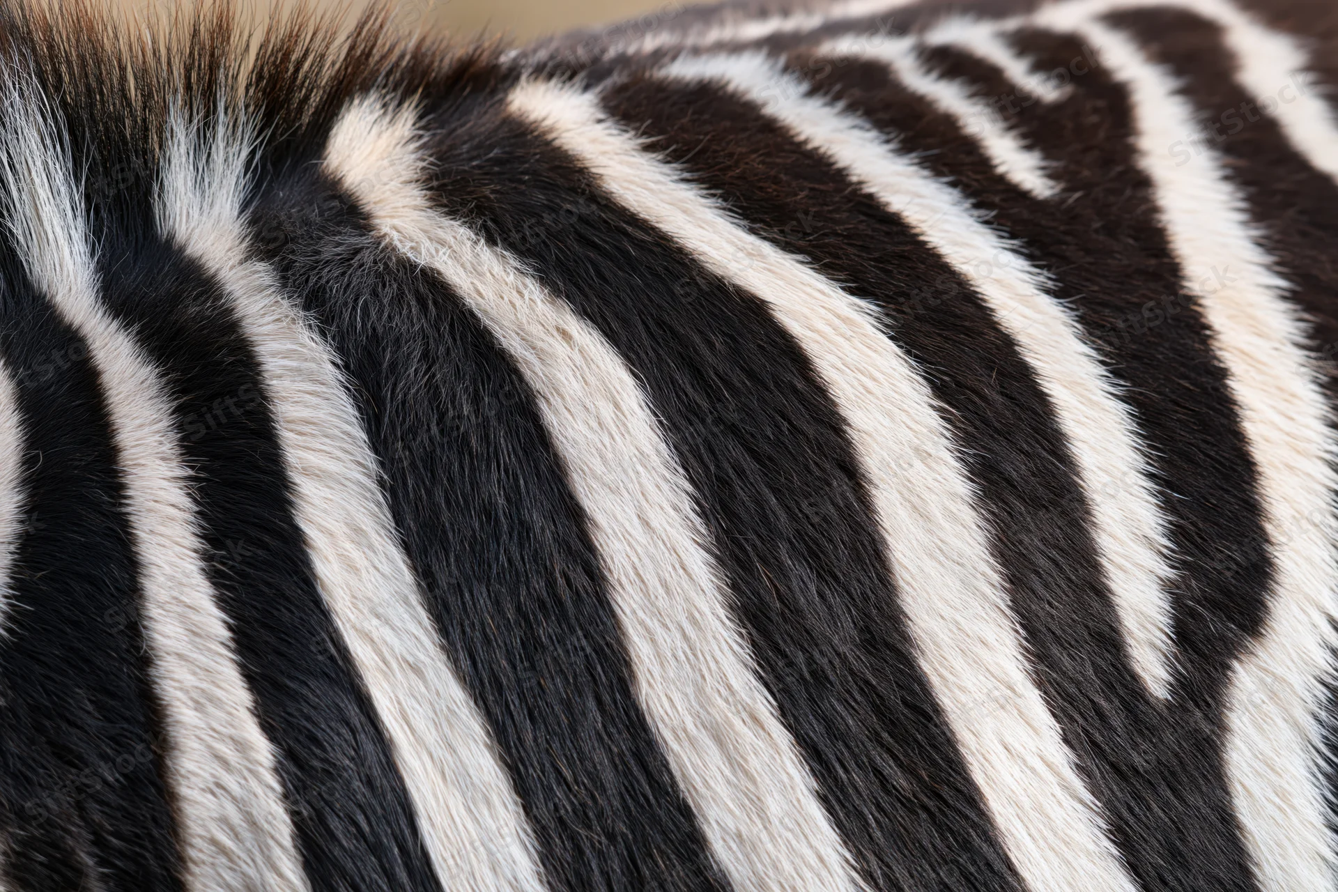 Close-up of zebra hide showing black and white stripes filling the frame