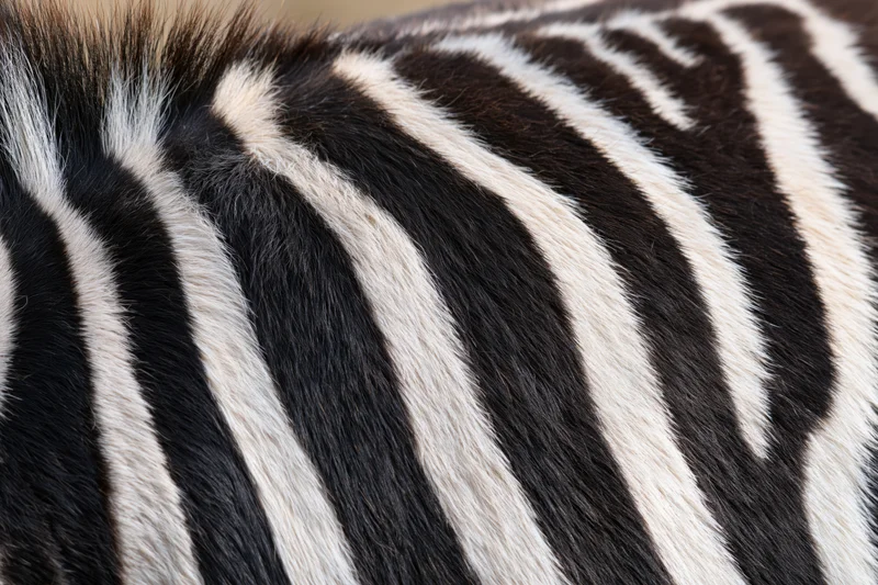 Close-up of zebra hide showing black and white stripes filling the frame
