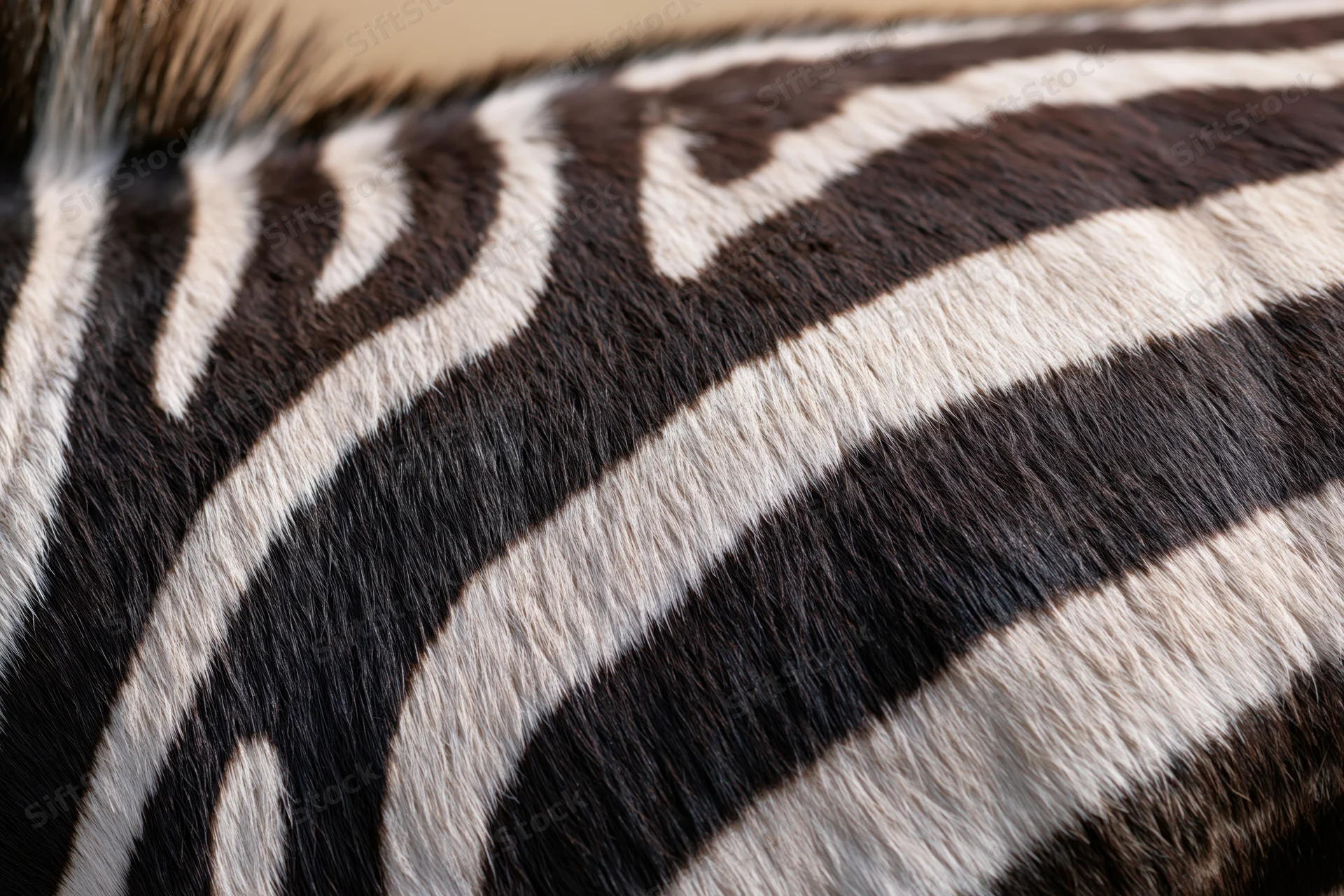 Close-up of zebra hide showing black and white stripes and fur texture