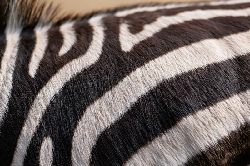 Close-up of zebra hide showing black and white stripes and fur texture