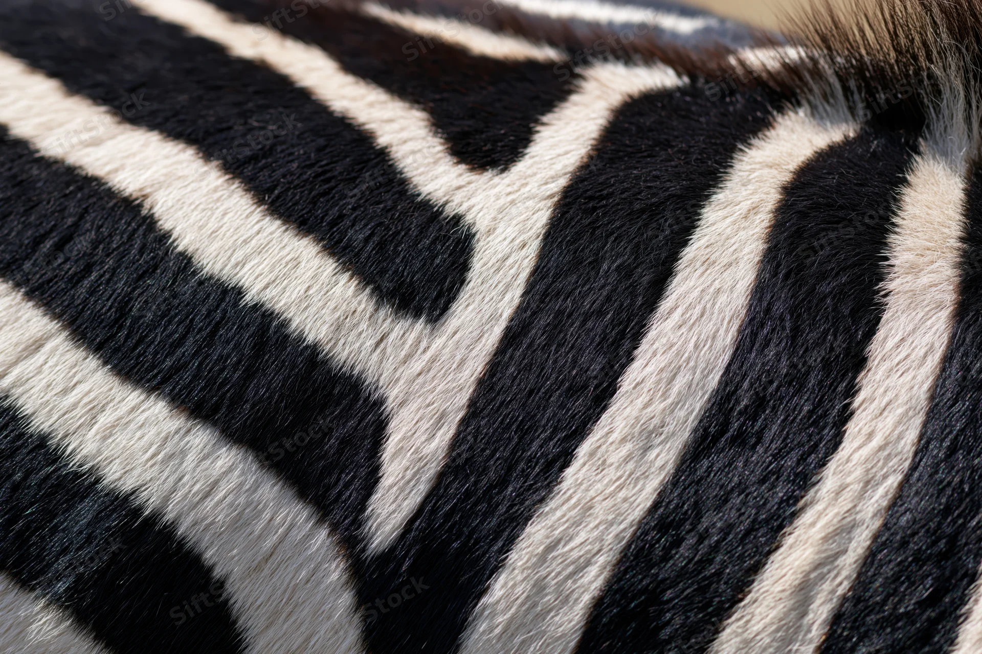 Close-up of zebra hide showing black and white stripes filling the frame