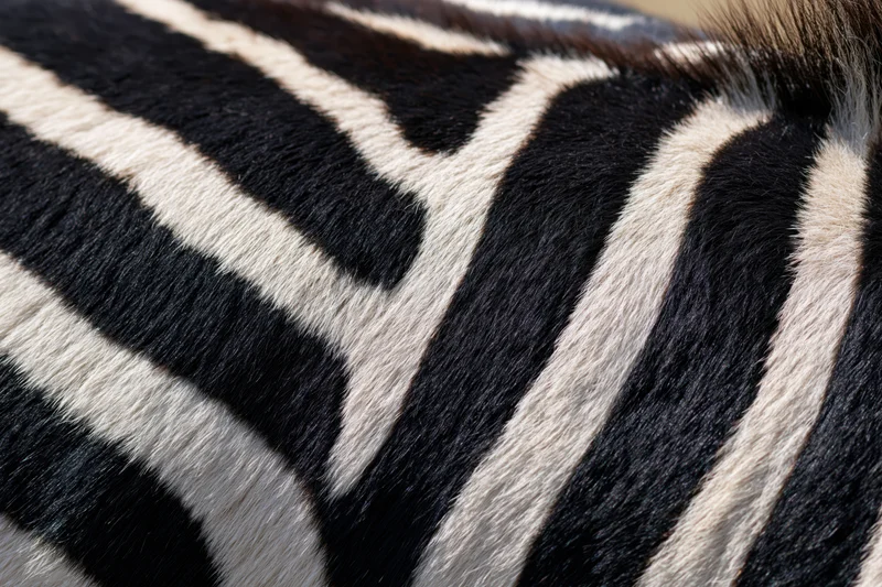 Close-up of zebra hide showing black and white stripes filling the frame