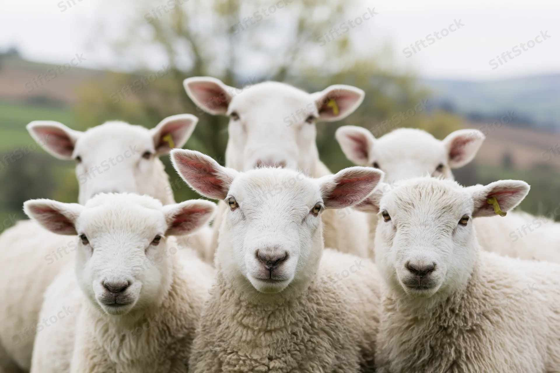 Five white sheep and lambs facing the camera in a grassy field