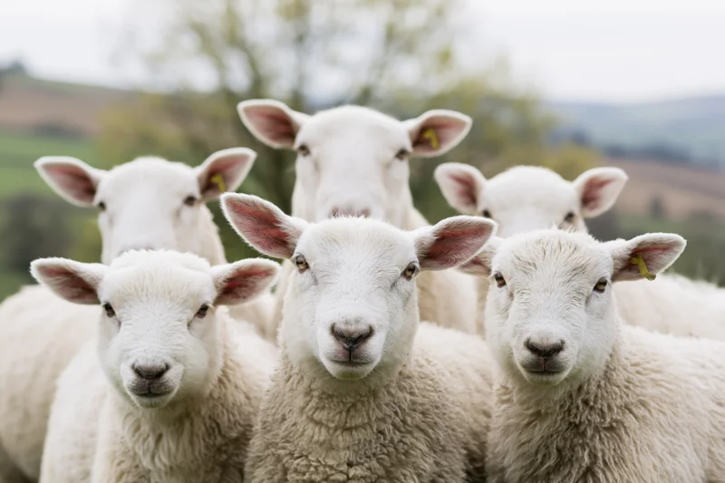 Five white sheep and lambs facing the camera in a grassy field