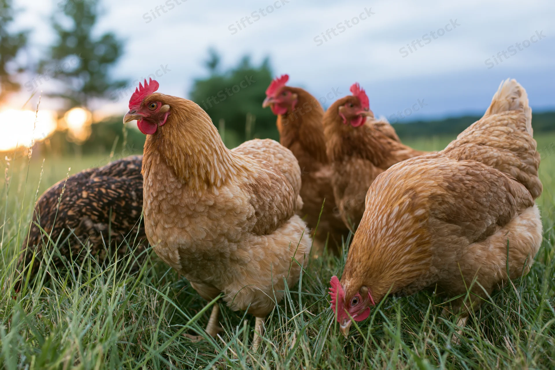 Free-range hens pecking in tall green grass on a pasture at sunset