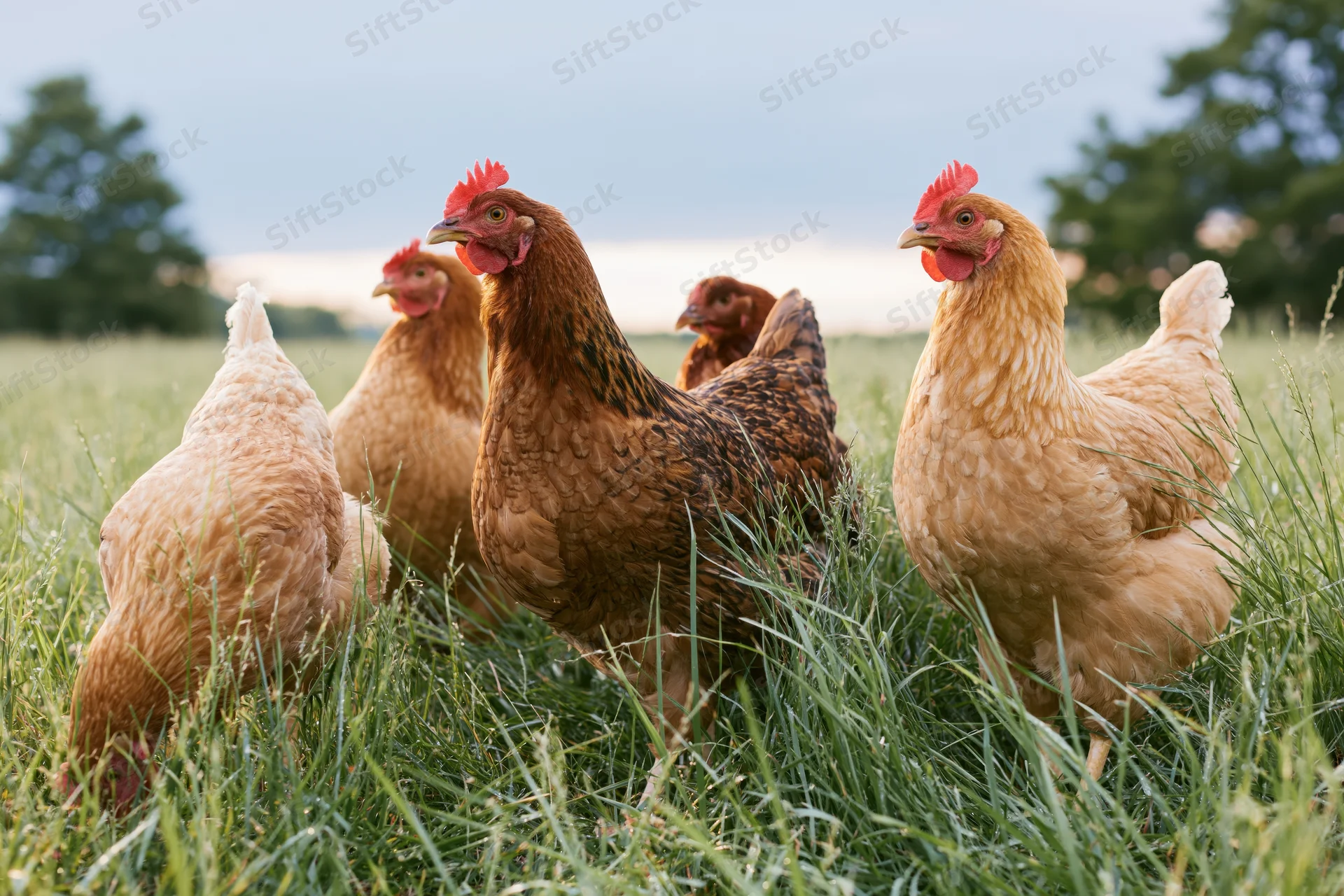 Free-range hens pecking in tall green grass on a pasture