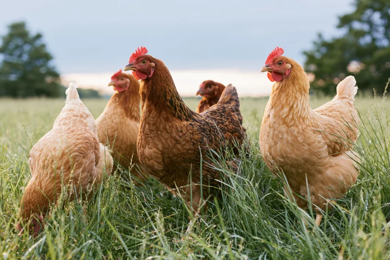 Free-range hens pecking in tall green grass on a pasture