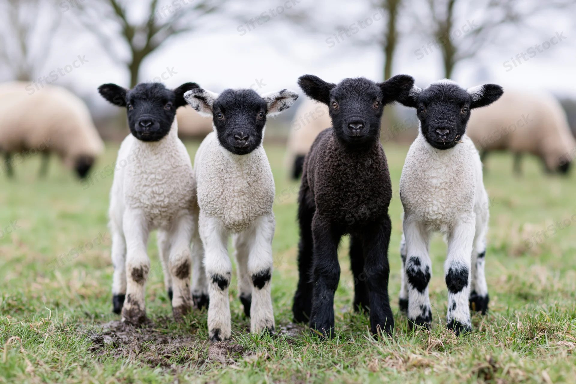 Four young lambs standing in a grassy pasture field, three white and one black, facing forward
