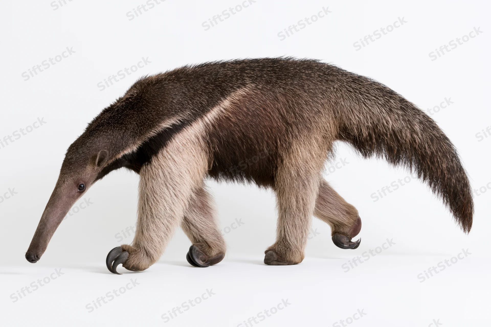 Giant anteater walking in profile view full body visible on white background
