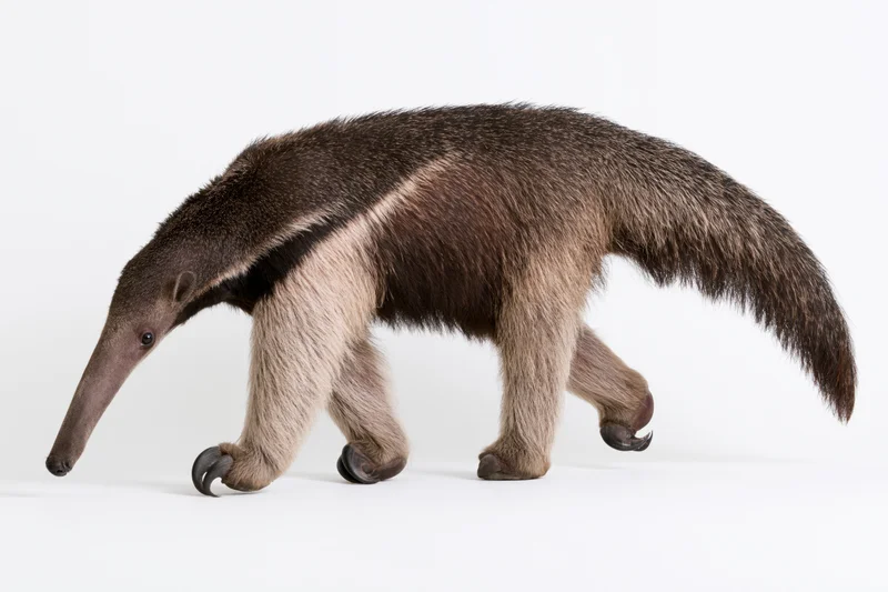 Giant anteater walking in profile view full body visible on white background