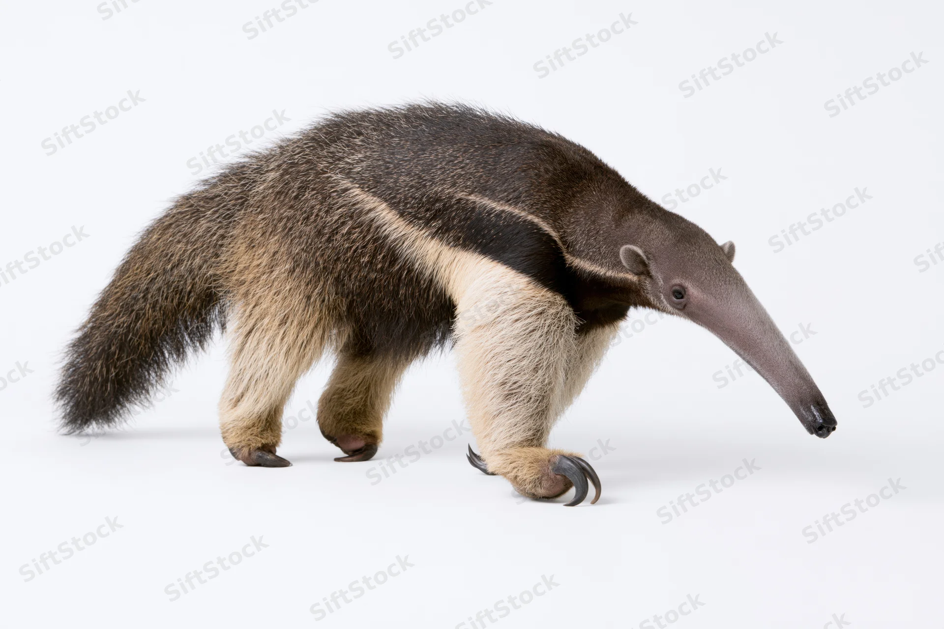 Giant anteater walking in profile view full body visible on white background