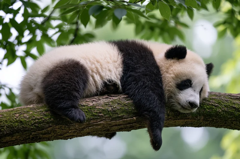 Panda resting on a mossy tree branch in a leafy forest