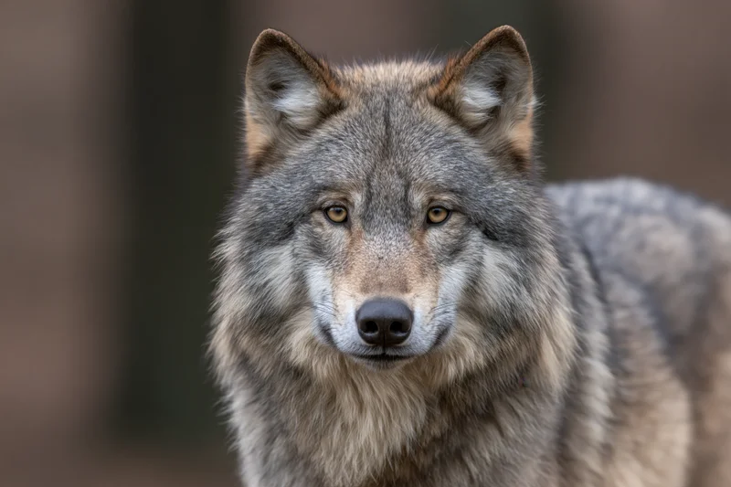 Gray wolf standing alert and gazing directly into the camera in a forest setting