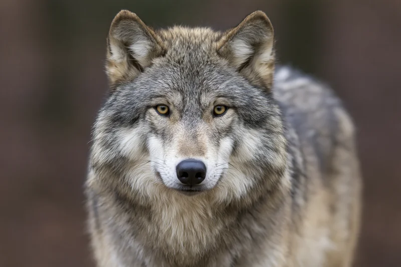 Gray wolf standing alert and gazing directly into the camera in a forest setting