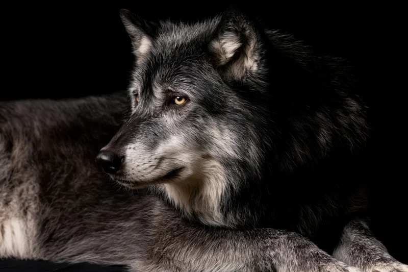 Grey wolf lying at rest with head turned slightly left in studio portrait against dark background