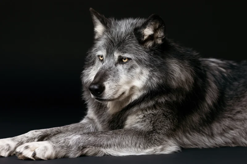 Grey wolf lying at rest with head turned slightly left in studio setting
