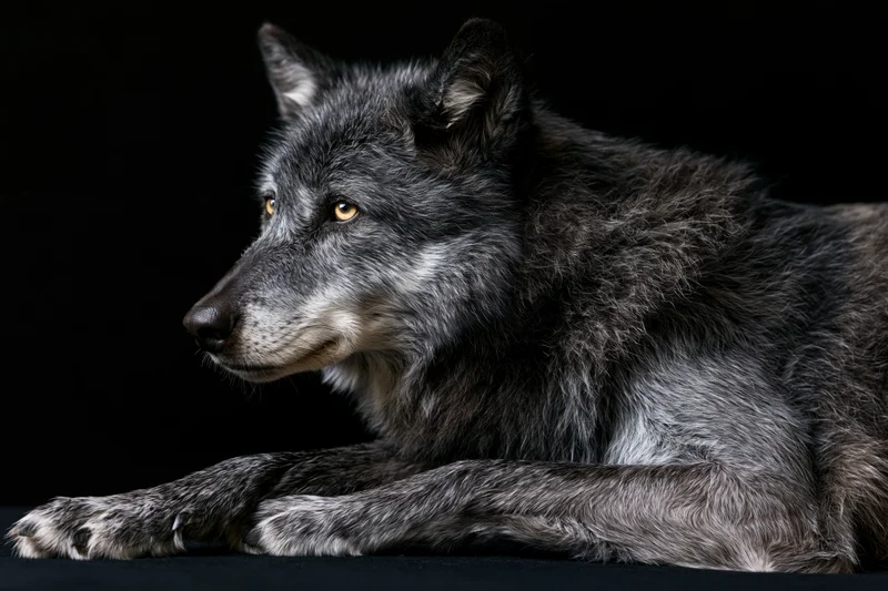 Grey wolf lying in profile with calm alert expression against dark background