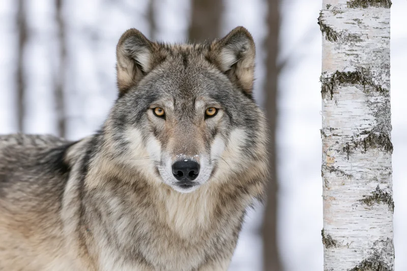 Grey wolf staring directly at camera beside a birch tree in snowy forest