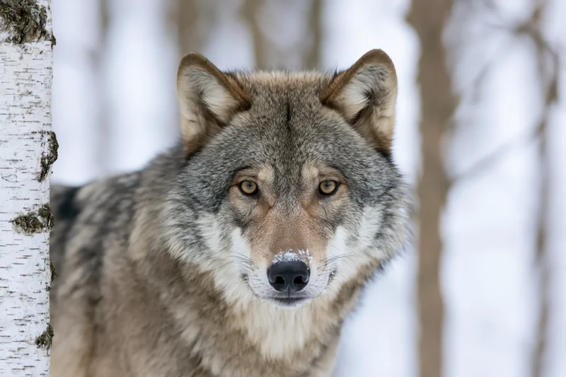 Gray wolf staring directly at camera beside a birch tree in snowy forest