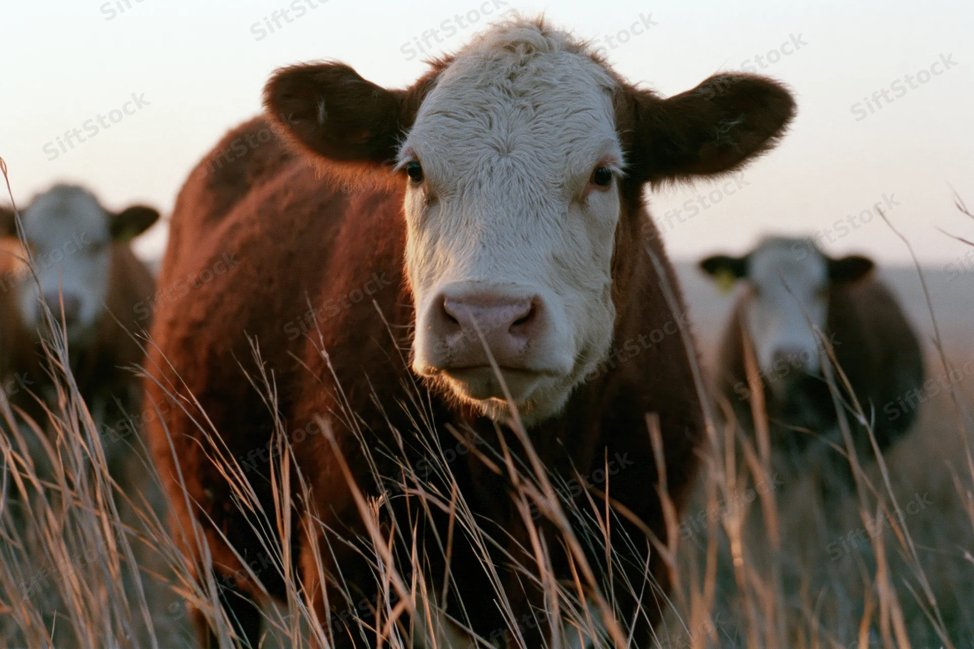 Hereford cow facing camera in tall grass of open pasture at golden hour