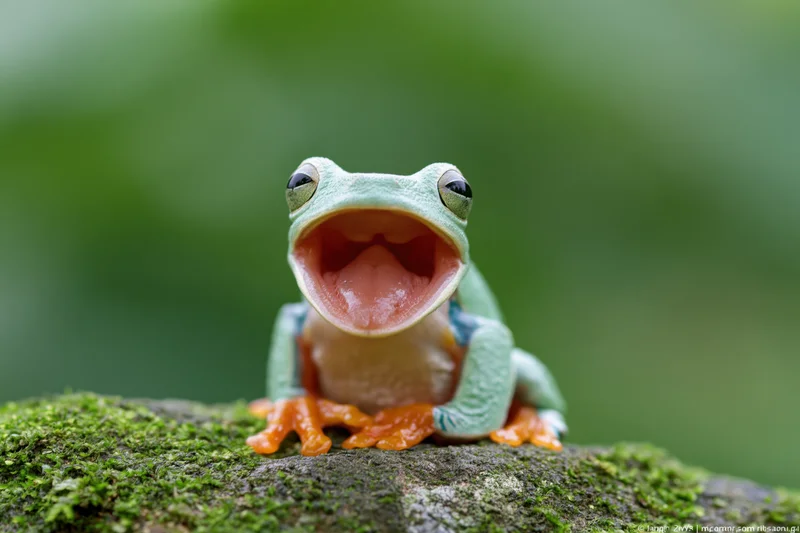 Javan gliding tree frog with open mouth perched on mossy rock in forest