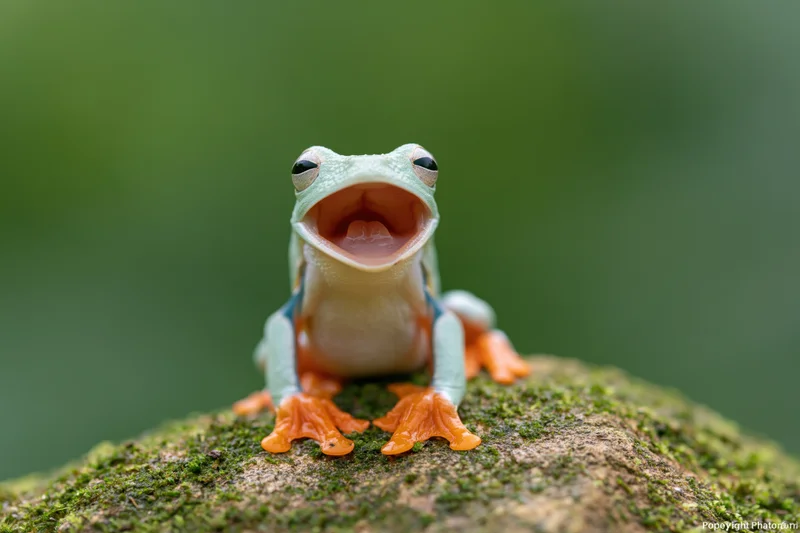 Javan gliding tree frog with open mouth perched on mossy rock in forest setting
