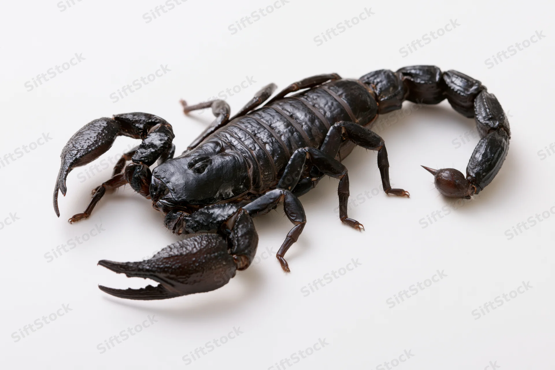 Black emperor scorpion with curved tail and large pincers on white background