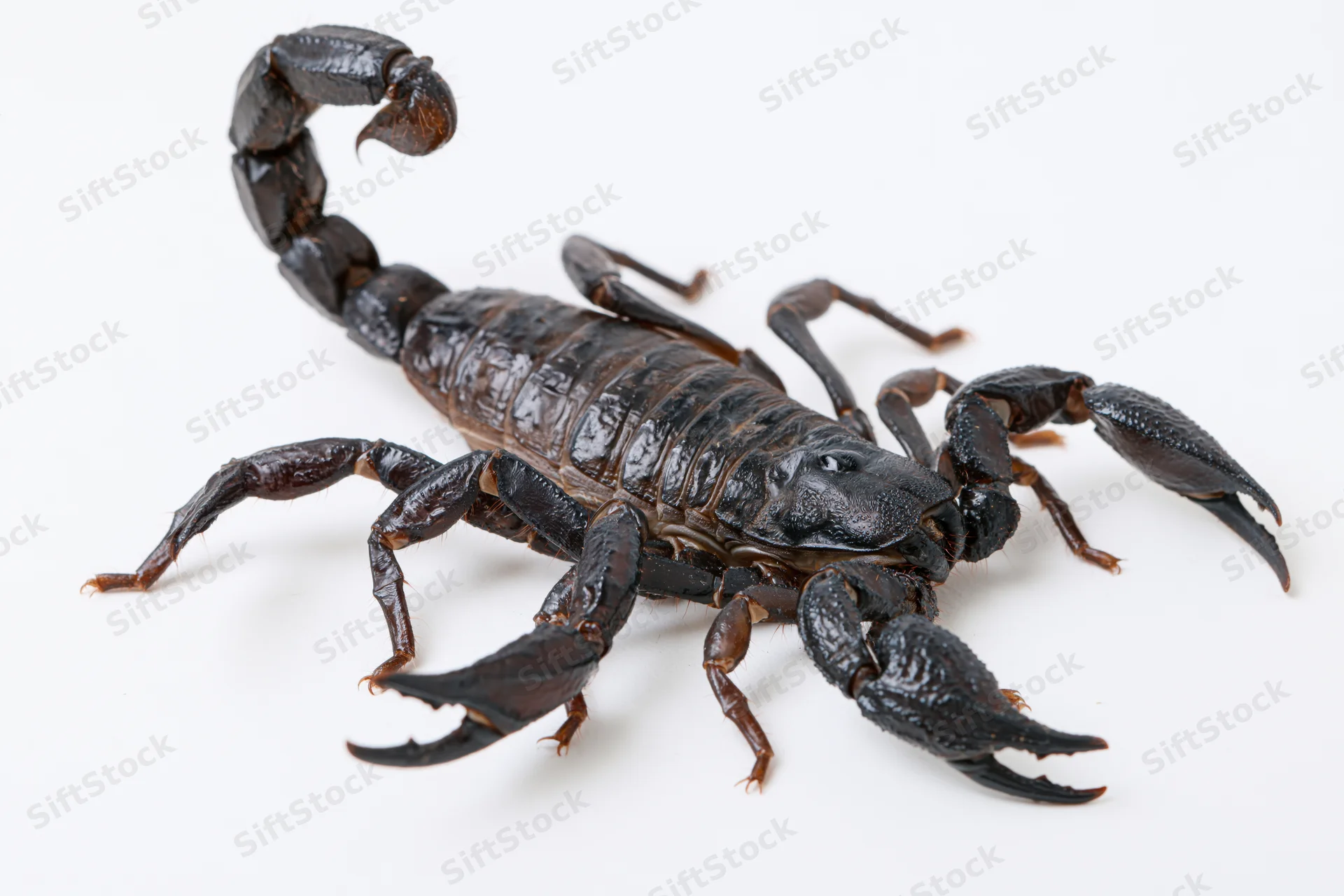 Black emperor scorpion with raised tail and open pincers on white background