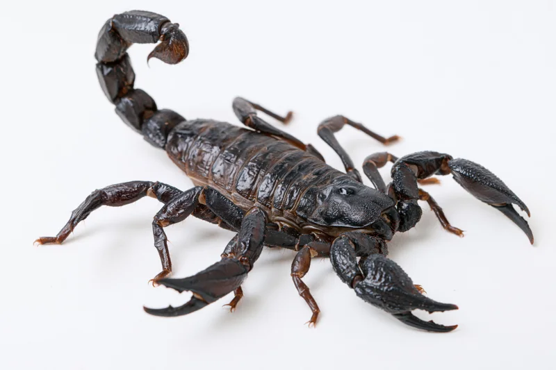 Black emperor scorpion with raised tail and open pincers on white background