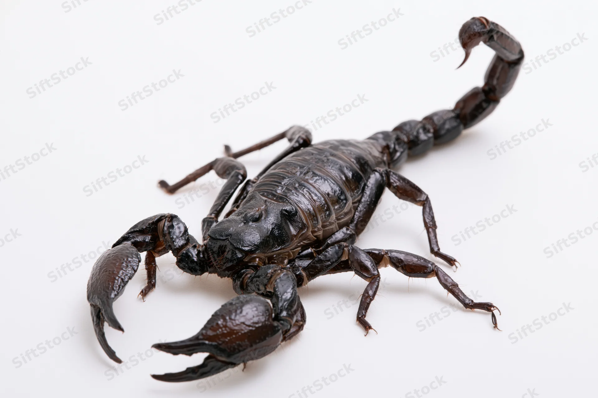 Black emperor scorpion with raised tail and open pincers on white background