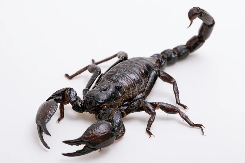 Black emperor scorpion with raised tail and open pincers on white background