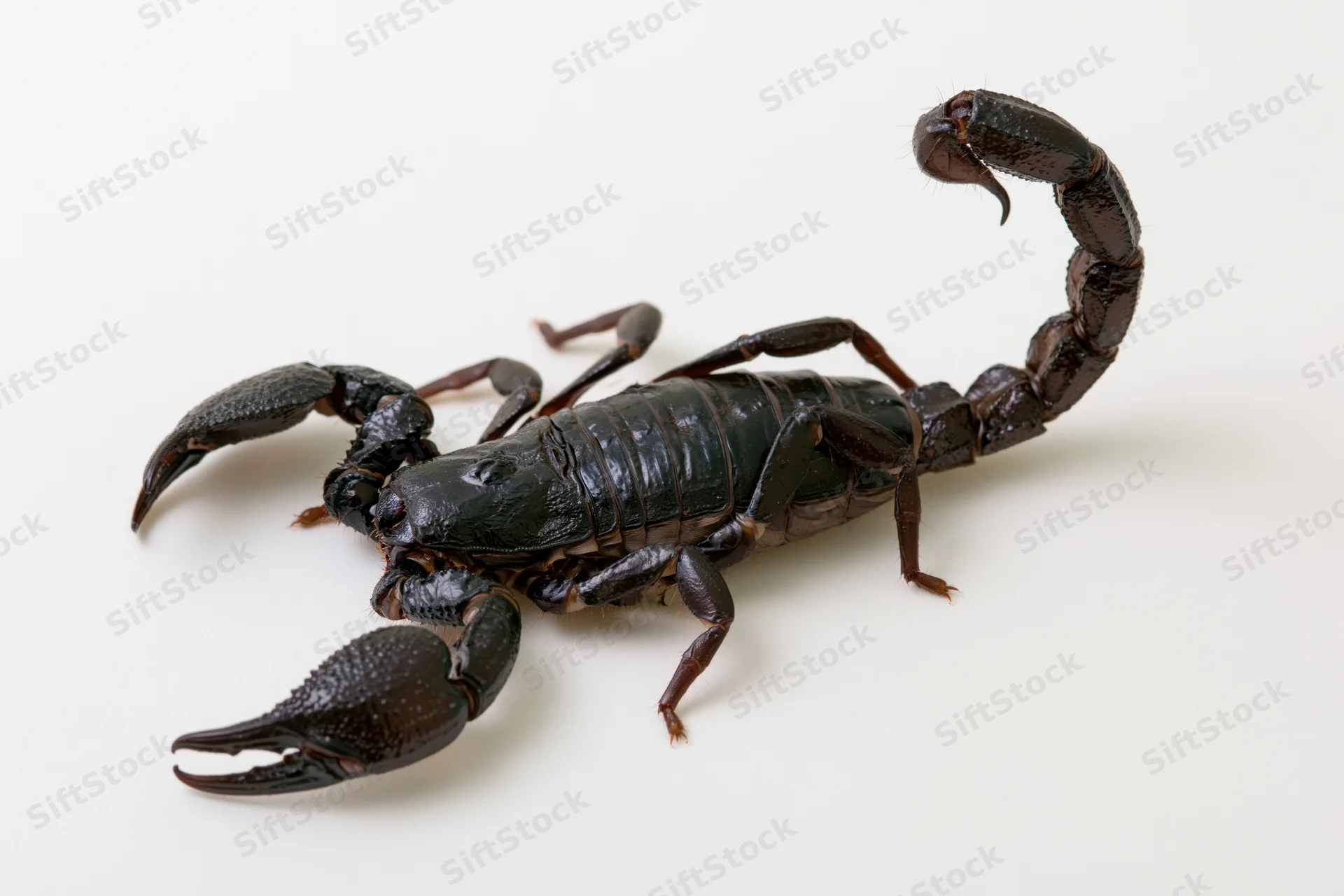 Black emperor scorpion with raised tail and open pincers on white background
