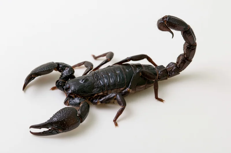 Black emperor scorpion with raised tail and open pincers on white background